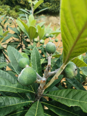 Baisha Loquat Plant