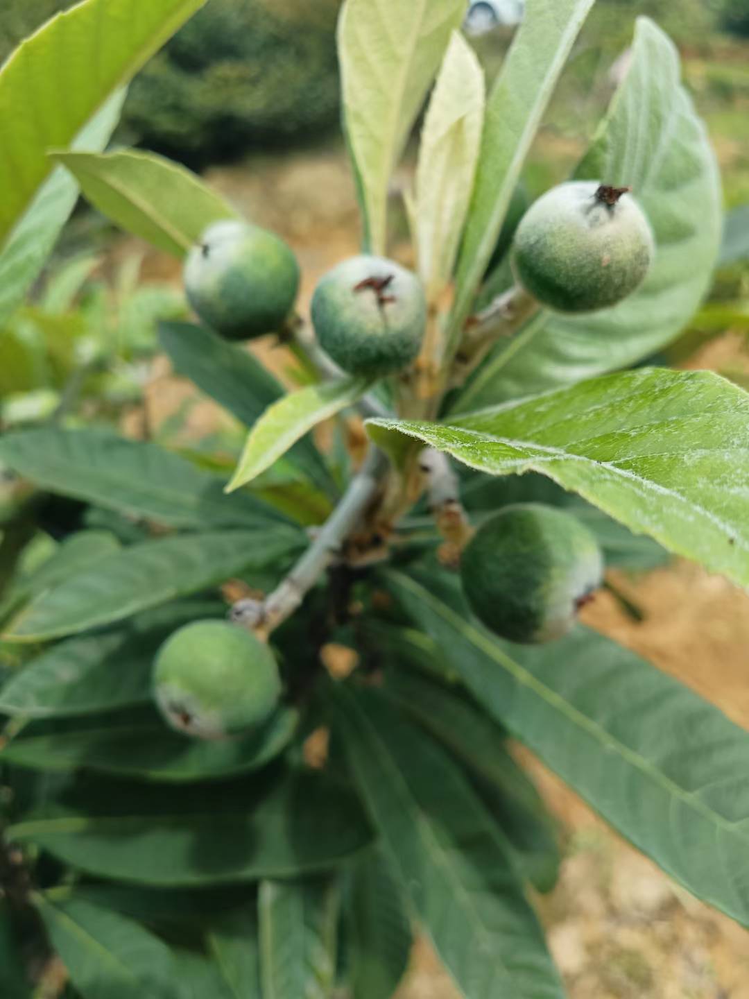 Baisha Loquat Plant