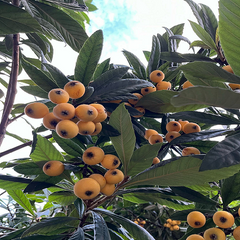 Baisha Loquat Plant