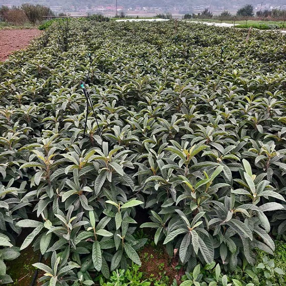 Big Five Star Loquat Plant