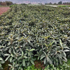 Big Five Star Loquat Plant