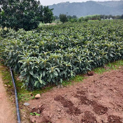 Big Five Star Loquat Plant