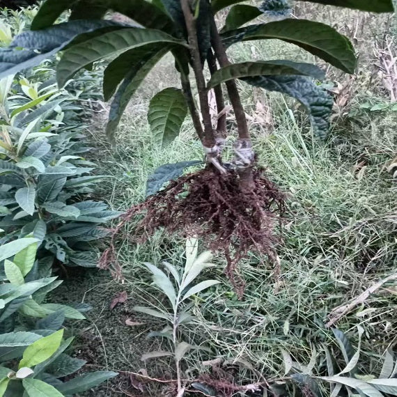 Big Five Star Loquat Plant