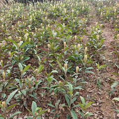 Big Five Star Loquat Plant