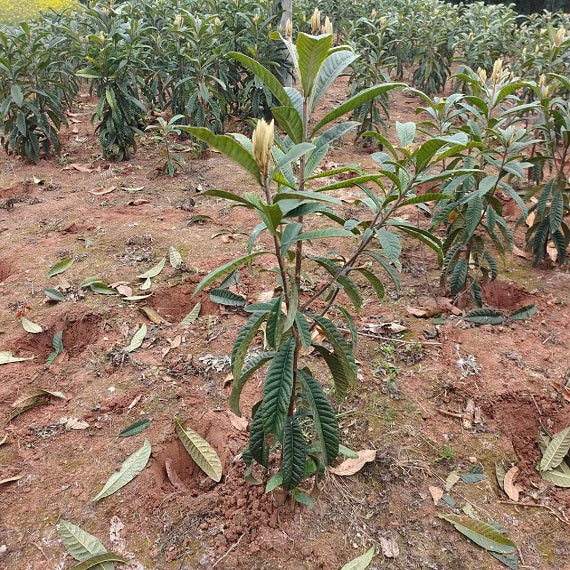 Big Five Star Loquat Plant