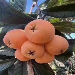 Big Five Star Loquat Plant