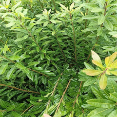 Myrica Rubra Rootstock