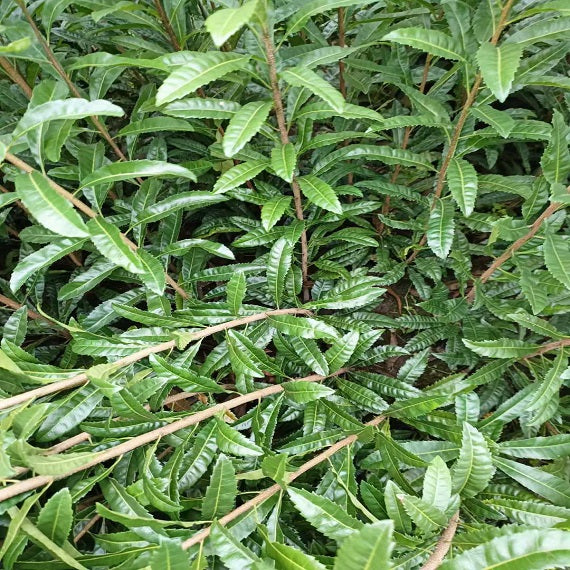 Myrica Rubra Rootstock