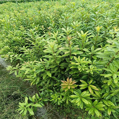 Myrica Rubra Rootstock