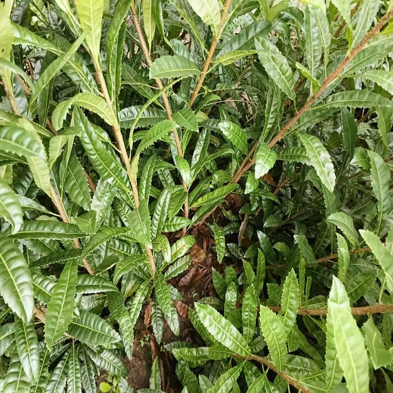 Myrica Rubra Rootstock