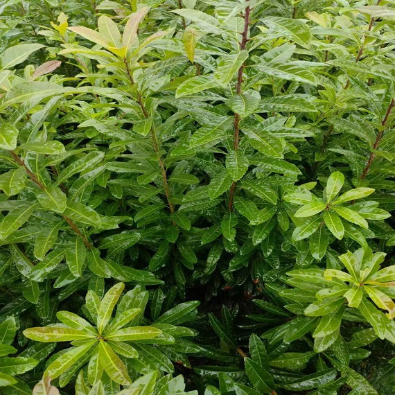 Myrica Rubra Rootstock