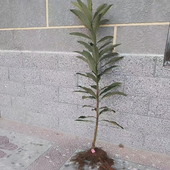 Chunhua N2 Loquat Plant