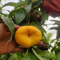 6-6 Flat Nectarine Plant