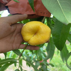 6-6 Flat Nectarine Plant