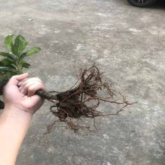 Grafted Yongguan Yangmei Plant