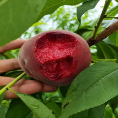 Blood Peach N24 Plant