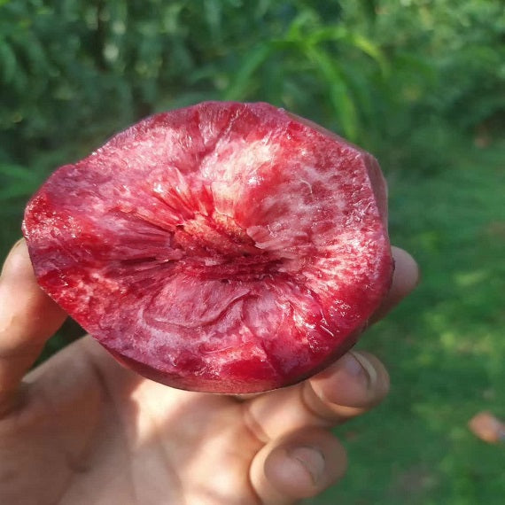 Blood Peach N24 Plant