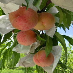 Nagasawa Hakuho peach plant