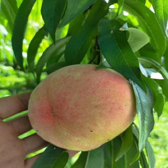 Nagasawa Hakuho peach plant