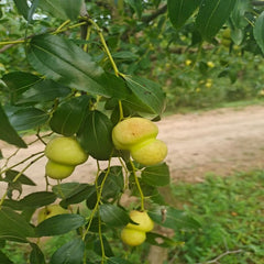 Gourd Jujube Plant