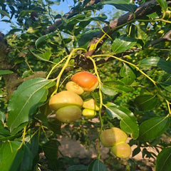 Gourd Jujube Plant