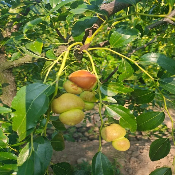 Gourd Jujube Plant