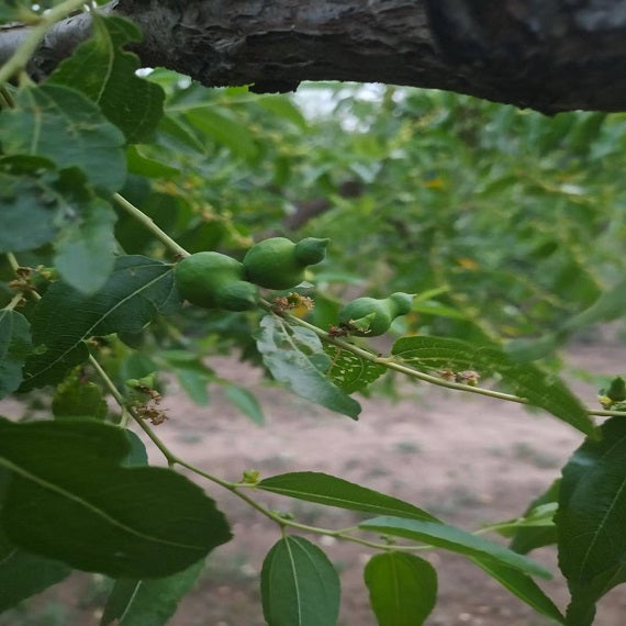 Gourd Jujube Plant