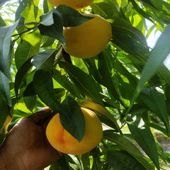 Tomoki Peach Plant