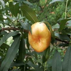 Jinpingmei Flat Nectarine Plant