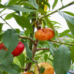 Jinpingmei Flat Nectarine Plant