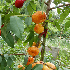 Jinpingmei Flat Nectarine Plant