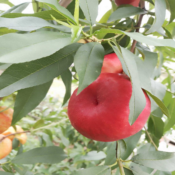 Jinpingmei Flat Nectarine Plant