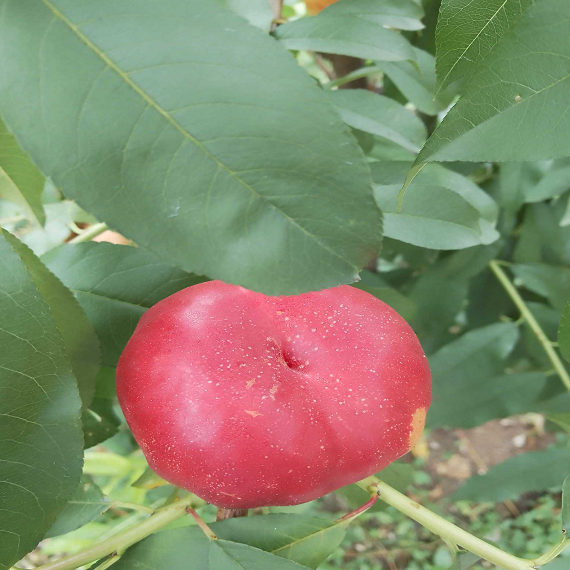 Jinpingmei Flat Nectarine Plant