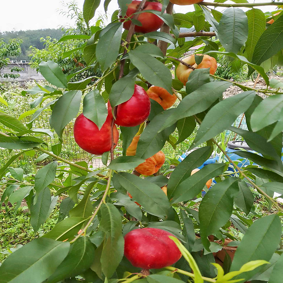 Jinpingmei Flat Nectarine Plant