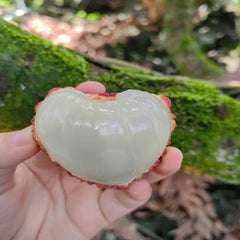 Grafted Lychee King Plants(With Soil)