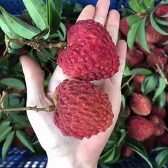 Grafted Lychee King Plants(With Soil)