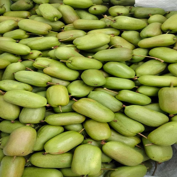 Grafted Longcheng N2 Plant