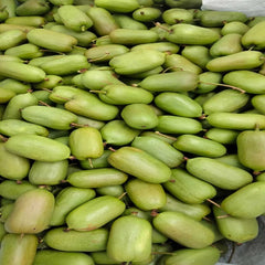 Grafted Longcheng N2 Plant