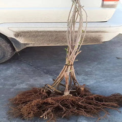 Grafted Longcheng N2 Plant