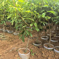 Grafted Yuezhou Red Lychee Plants(With Soil)
