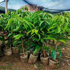 Grafted Yuezhou Red Lychee Plants(With Soil)