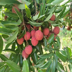 Grafted Yuezhou Red Lychee Plants(With Soil)