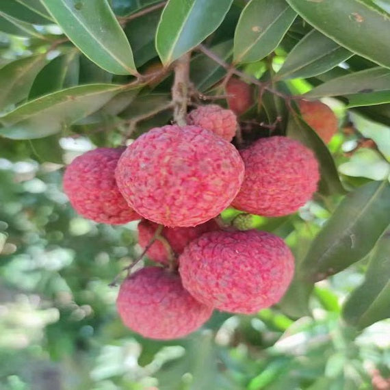 Grafted Yuezhou Red Lychee Plants(With Soil)
