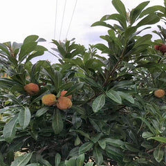 Grafted White Dongkui Yangmei Plant With Pot