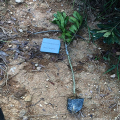 Grafted Wusu Yangmei Plant With Pot