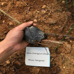 Grafted Wusu Yangmei Plant With Pot