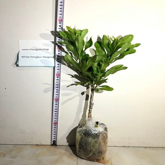 Grafted White Dongkui Yangmei Plant With Pot
