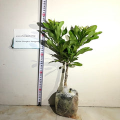 Grafted White Dongkui Yangmei Plant With Pot