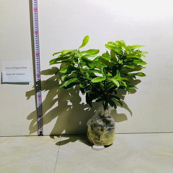 Grafted Hard Silk Yangmei Plant With Pot
