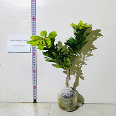 Grafted Crystal Yangmei Plant With Pot